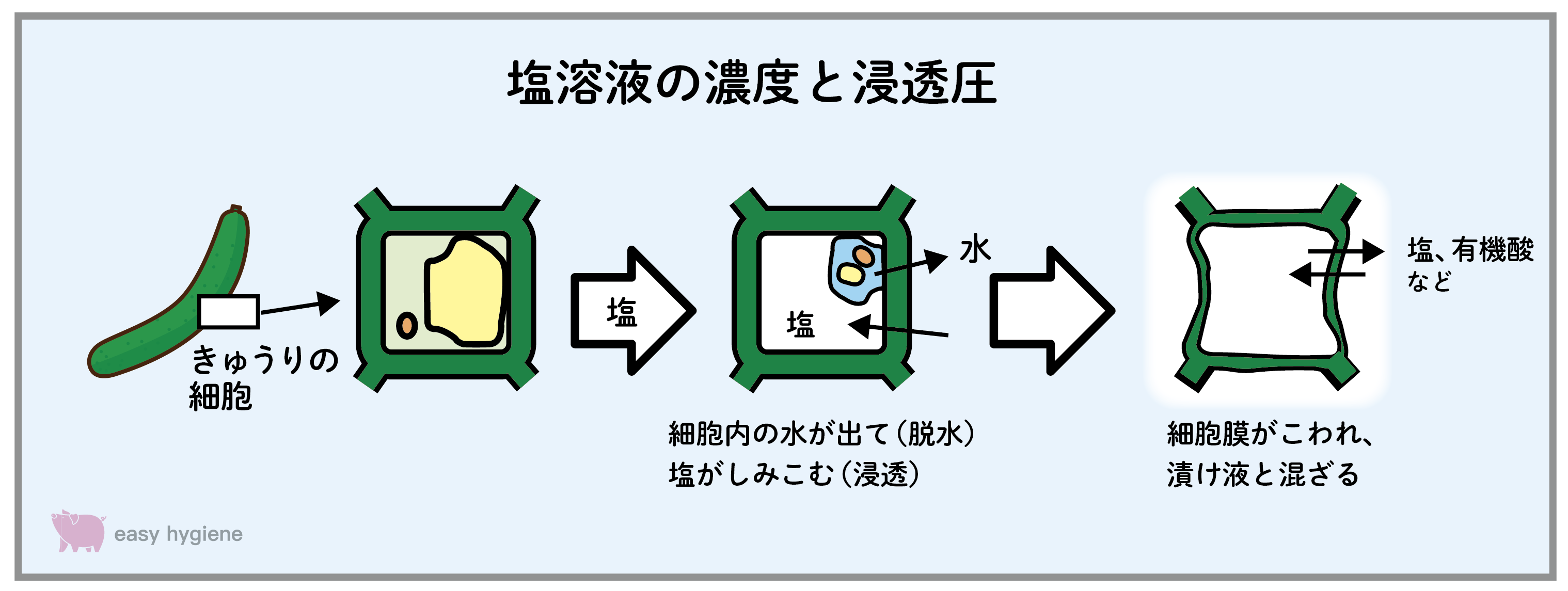 浸透圧と脱水作用のメカニズム